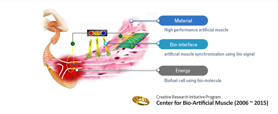 Bio-Artifical Muscle system